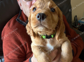 Cocker Spaniels
