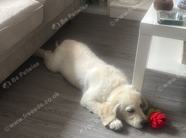 7 month golden retriever