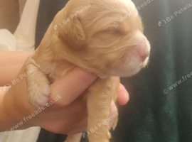 F2 Miniature Australian Labradoodle Puppies.