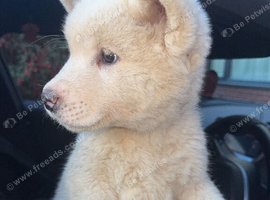 American Akita Puppies Ready for Their Forever Homes