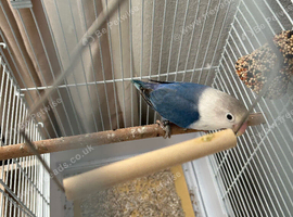 2 love birds