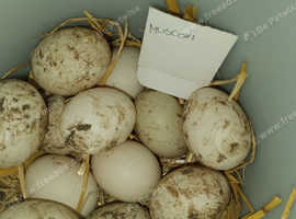 Muscovi hatching eggs