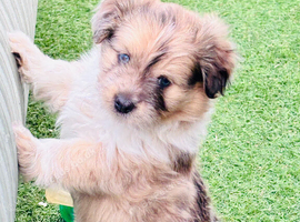 Sheltie cross puppies