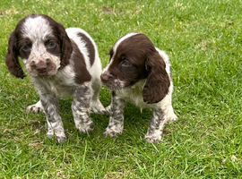 Cockerpoo puppies
