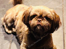Beautiful chocolate Shih Tzu girl