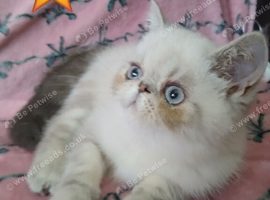 Excellent pedigrees GCCF PERSIAN EXOTICS