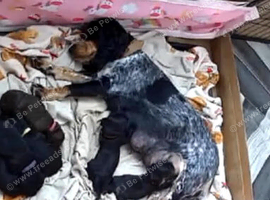 Beautiful cocker spaniel puppies