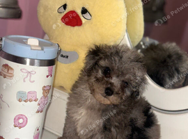 Toy maltipoo Merle rare colour puppy