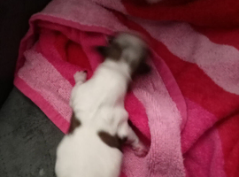 Pedigree Lhasa also puppies