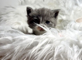 Stunning baby's