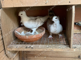 Classic Old Frills - Breeding Pair