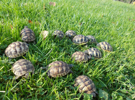 Hermann's T.h.b and Spur-thighed tortoise