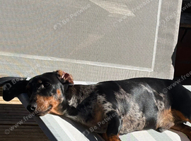 Dachshund