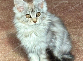 Beautiful TICA Active Registered Kittens