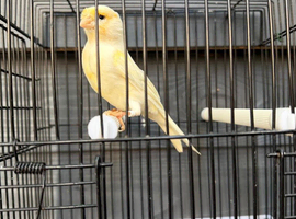 Yellow mosaic cock