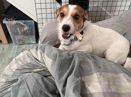 Male Jack Russell