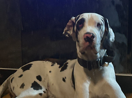 Great Dane Litter due in July