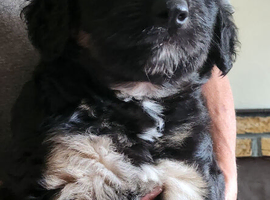 Shepard pups cross