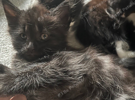 Maine coon kittens for sale