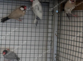 Java finches