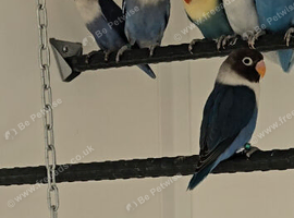 Lovebirds for sale