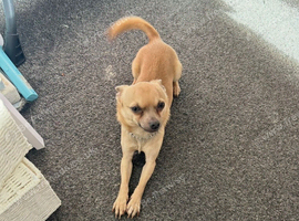 LOVING FOREVER HOME WANTED FOR SOBY