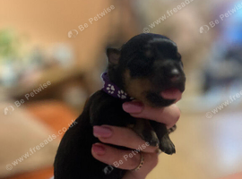 Rottweiler puppies fantastic bloodlines