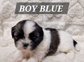 Pure bred shih tzu puppies here in Cardiff