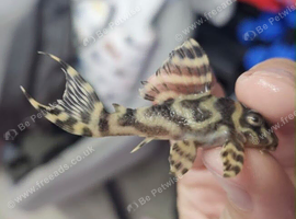 Plecos, L333, L136b, L236sw, L236rb AA, L236rb,
