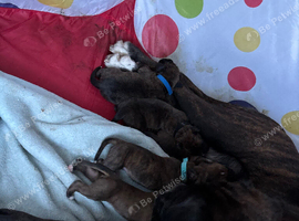 Beautiful full boxer puppies 5 boys 3 girls