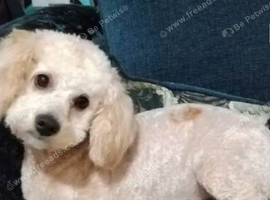 Gorgeous Maltipoo x Cockapoo Puppies