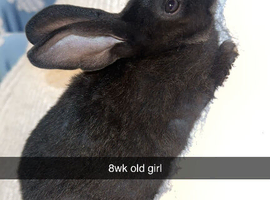 Mixed breed rabbits