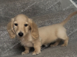REDUCED longhaird mini cream dachshund