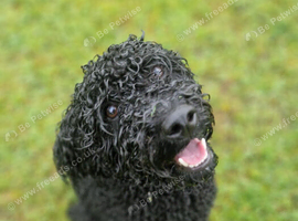 Cavapoo