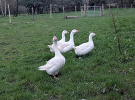 Embden Goose eggs X 4