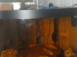 Fish tank and fish