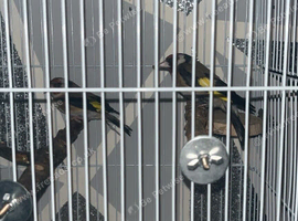 Proven goldfinch pair for sale