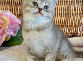 BEAUTIFUL BLUE GOLDEN BSH BOY (READY NOW)