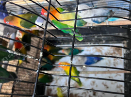 Lovebirds-for sale sale sale