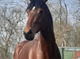 16"3 TB gelding