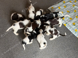 10 beautiful puppies