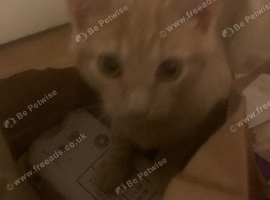 Kittens