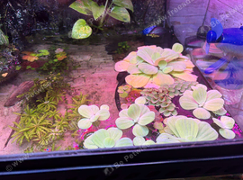 Floating plants