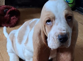 KC Reg basset hound puppy