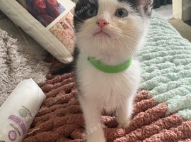 Ragdoll x