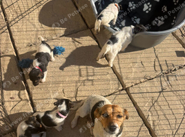 4 boy jack russel puppies