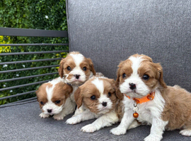 Stunning DNA tested cavalier pups