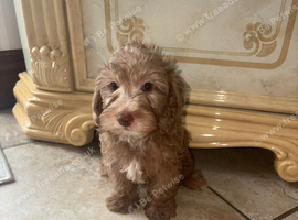 Beautiful Toy Jackapoo