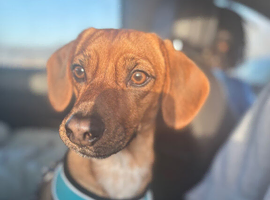 Sweet 2-Year-Old Female Cocker Jack Looking for a Loving, Pet-Free Home