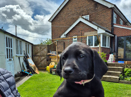 Labrador Pups For sale